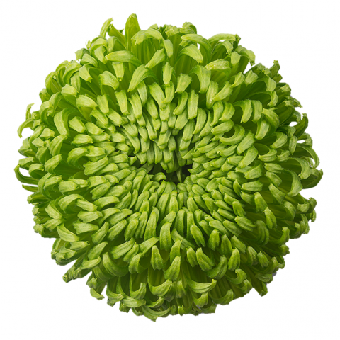 Ball Alemani