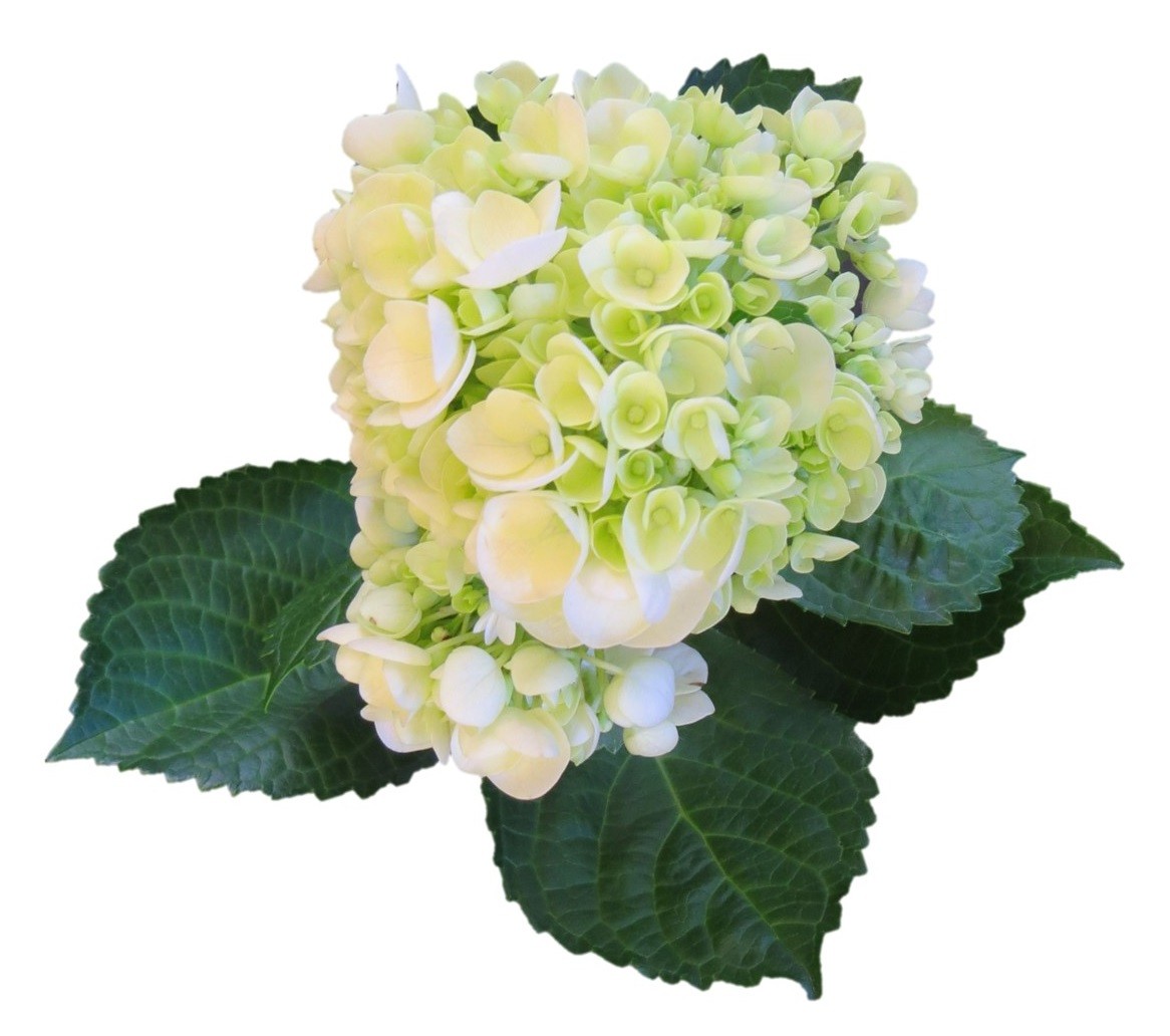 Hydrange mini green