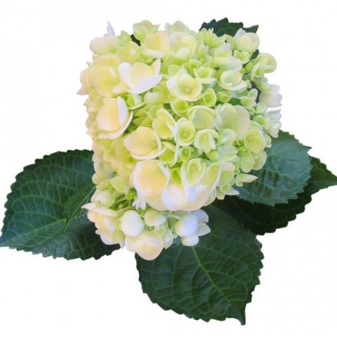 Hydrange mini green