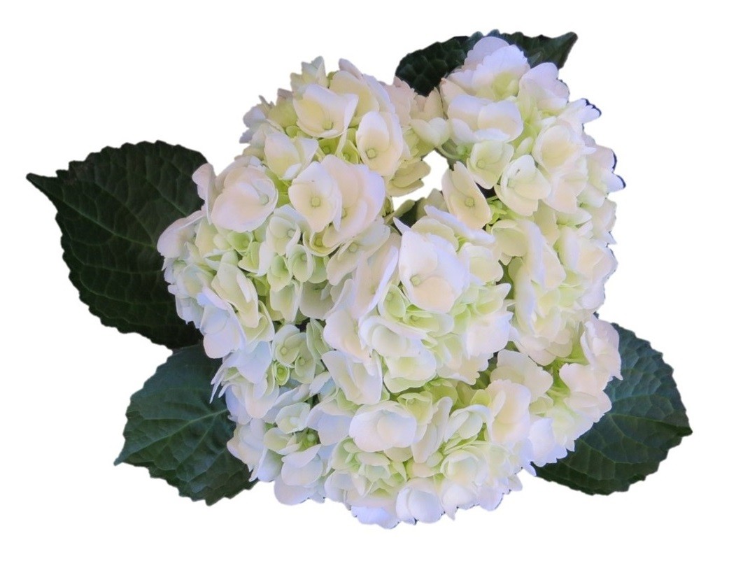 Hydrange white